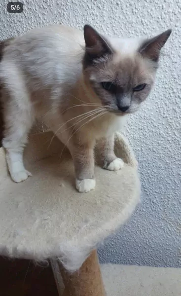 Lieve Ragdoll mer stamboom  | 1 jaar - afbeelding 2