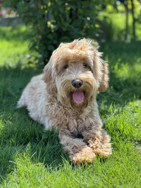 Goldendoodle Lexie zoekt zijn familie - afbeelding 6