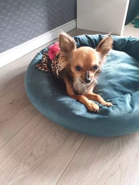 Chihuahua teefje 4 jaar - afbeelding 3 Chihuahua teefje 4 jaar - afbeelding 3