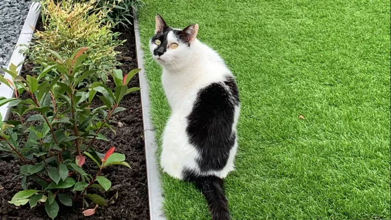 Kater Vlek (8 jaar) - afbeelding 3