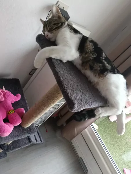 Super lief katertje (8mnd) zkt forever home 🩵! - afbeelding 2