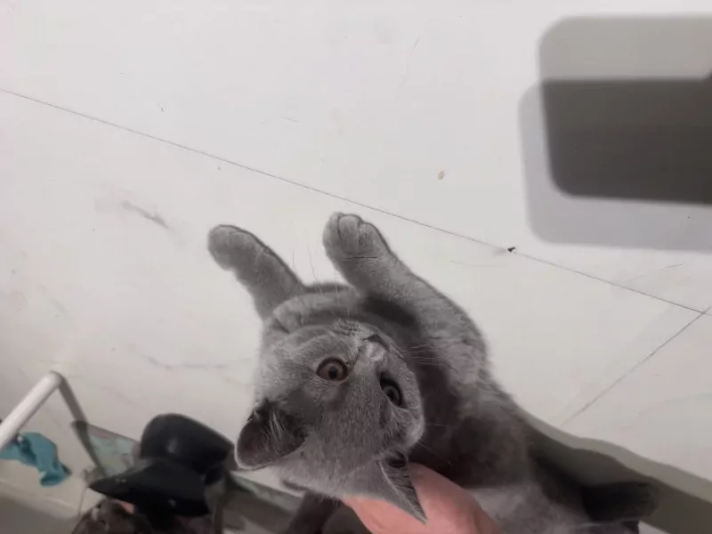 Lieve Brits korthaar - afbeelding 3