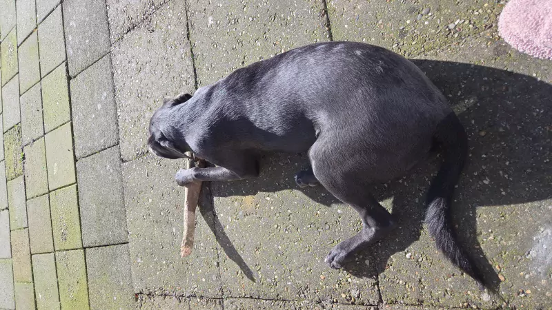 Onze mack zoekt een gouden mandje - afbeelding 5