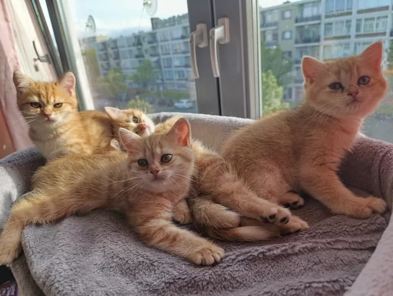 Black golden shaded Brits korthaar kittens - afbeelding 6