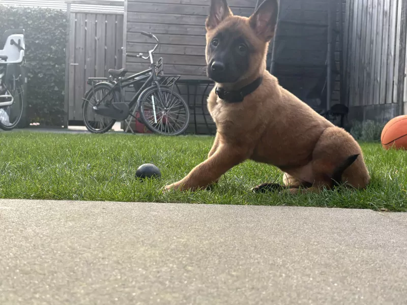 Prachtig mechelse herder - afbeelding 6