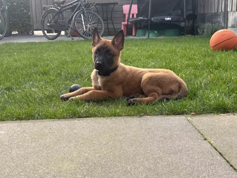 Prachtig mechelse herder - afbeelding 7