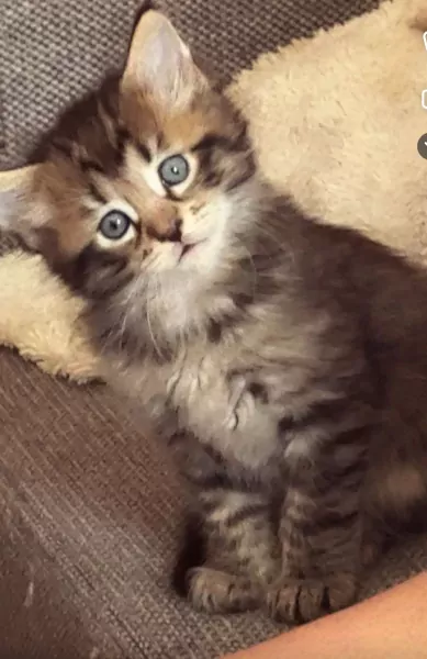 Maincoon kittens - afbeelding 2