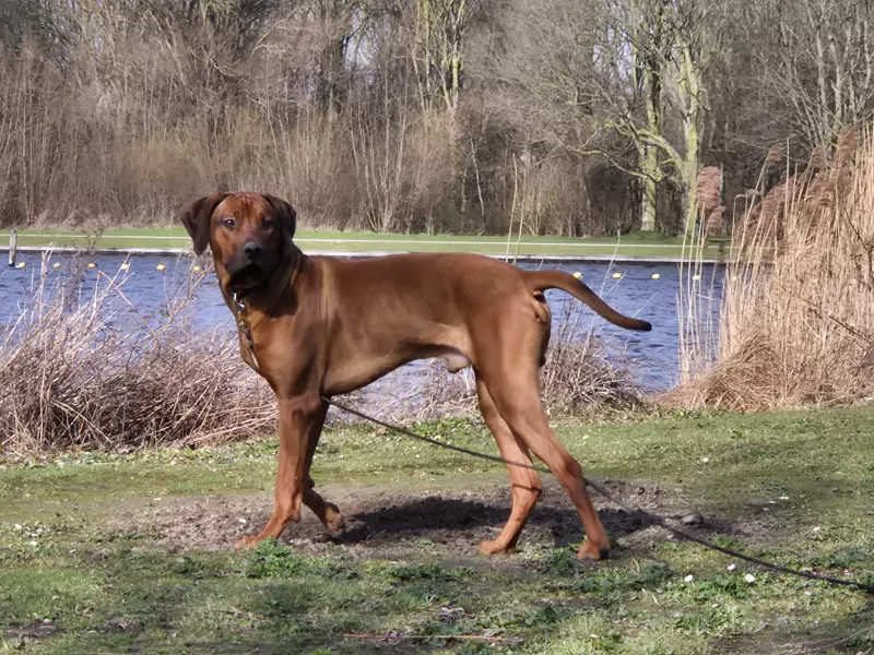 Nieuw thuis voor onze mooie Rody - afbeelding 4