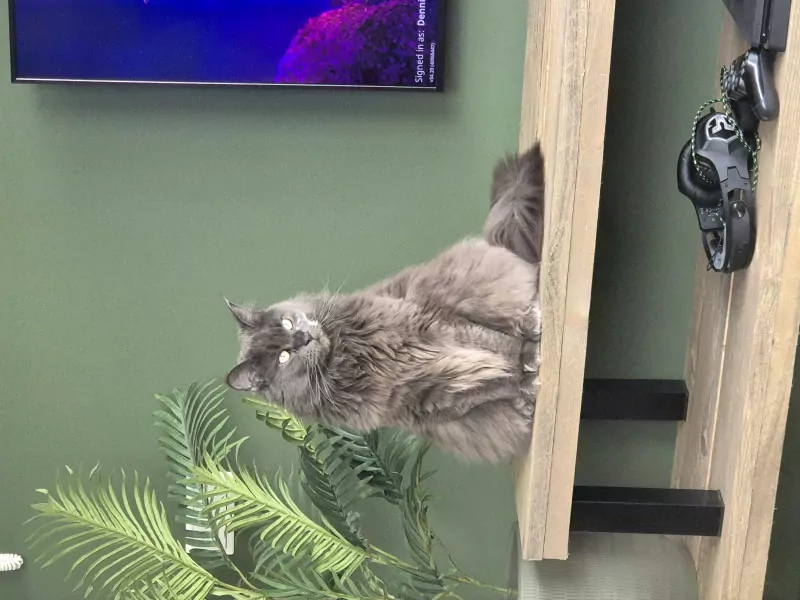 Maincoon poes kleur blauw - afbeelding 2