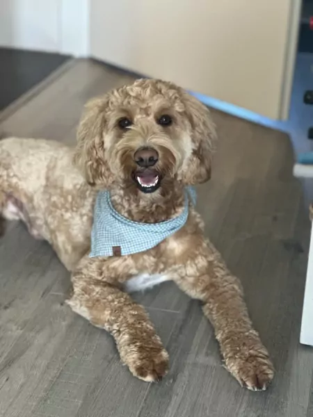 Goldendoodle Lexie zoekt zijn familie - afbeelding 2