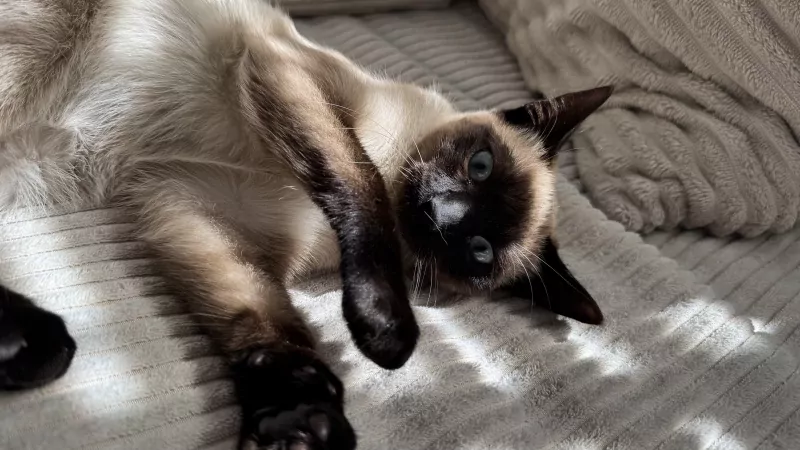 Lieve siamees poes - afbeelding 3