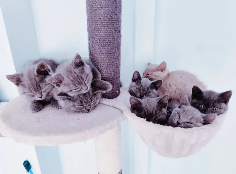Brits korthaar kittens - afbeelding 2