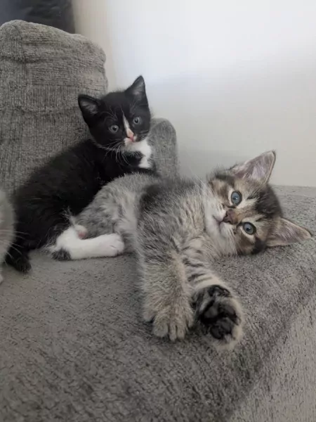 Schattige kittens geboren 28 augustus - afbeelding 3