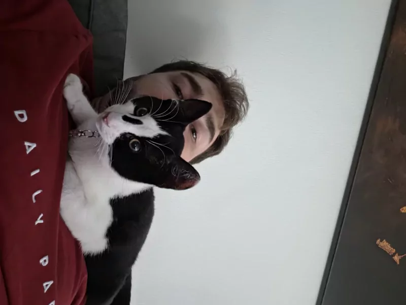 Jonge Kat Zoekt Leuke Baasje - afbeelding 3