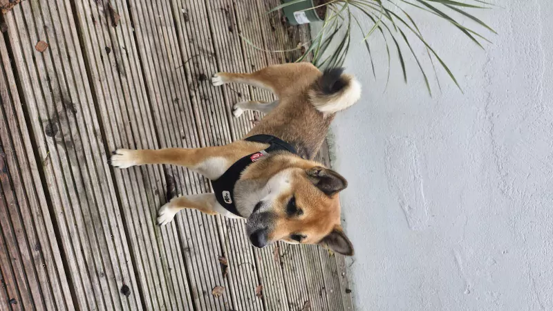 Shiba inu zoekt een nieuwe baasje - afbeelding 3