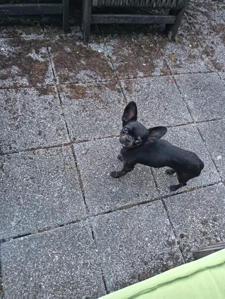 Lieve chihuahua - afbeelding 1
