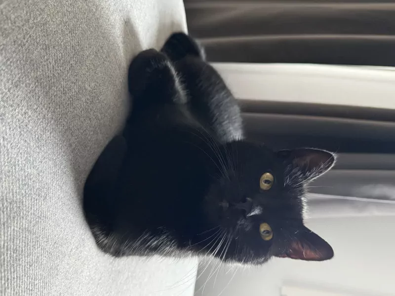 Lieve kater zoekt nieuw thuis - afbeelding 4