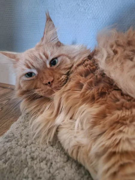 2 Maine Coon katten (broer & zus) – super lief + attributen - afbeelding 2