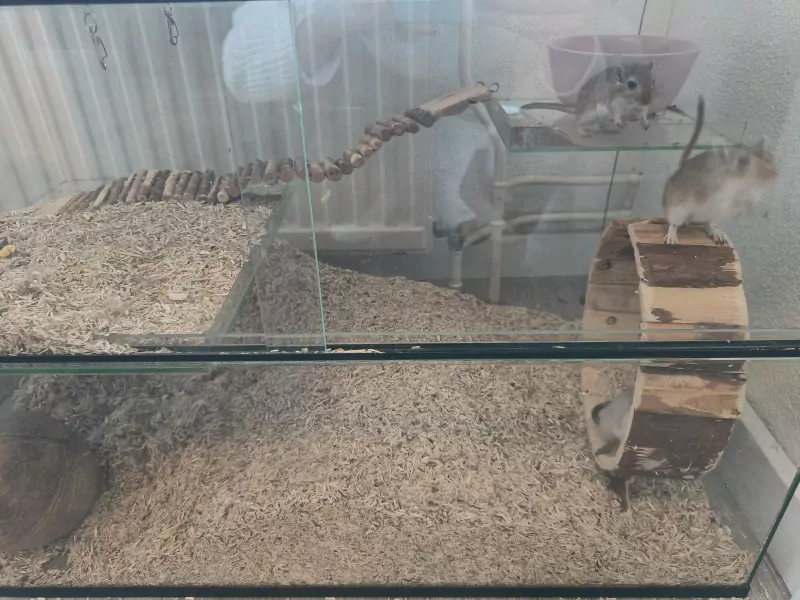 Gerbils + bak te koop - afbeelding 1