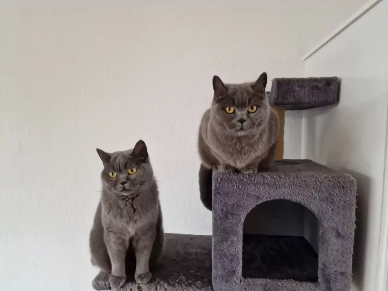 Twee lieve Britse Kortharen zoeken een nieuw thuis - afbeelding 2