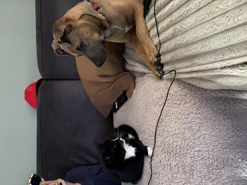 Koda zoekt een liefdevol  thuis! - afbeelding 6