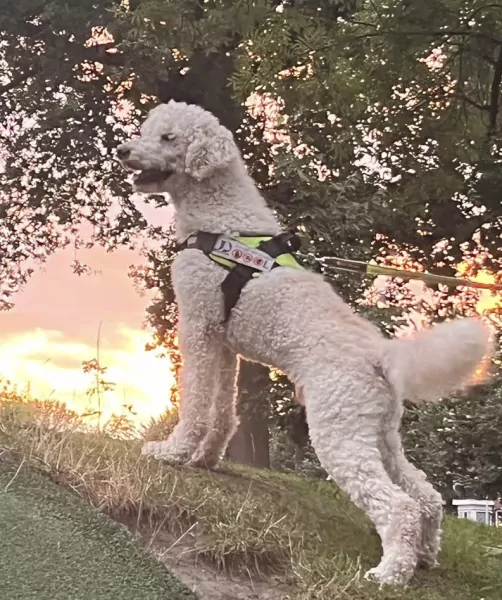 Nieuw huisje guus - afbeelding 3