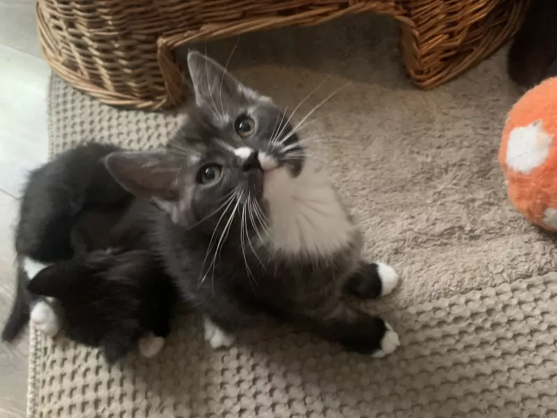 Kittens - afbeelding 6