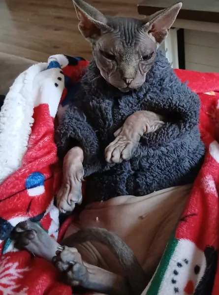 Sphynx kat Shilha zoekt een liefdevol huisje - afbeelding 1