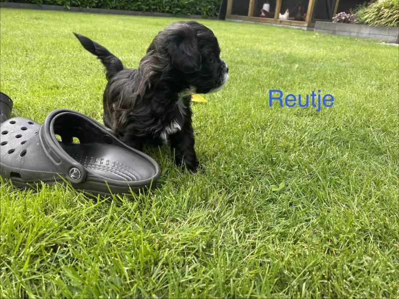 nestjes
