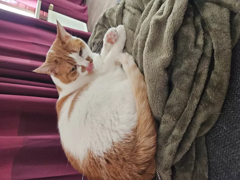 Simba zoekt lieve baasje - afbeelding 2