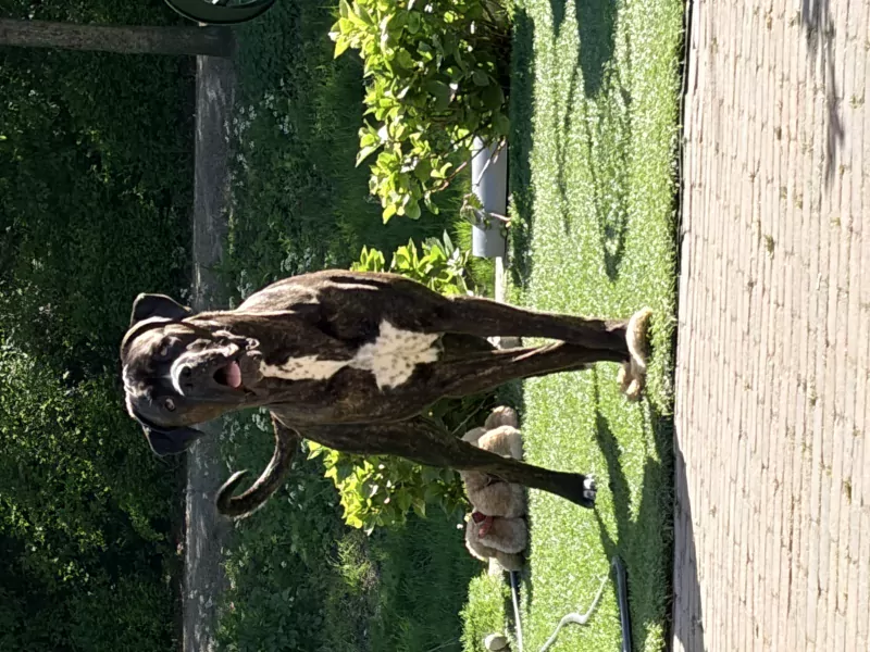 Cane corso reu - afbeelding 2