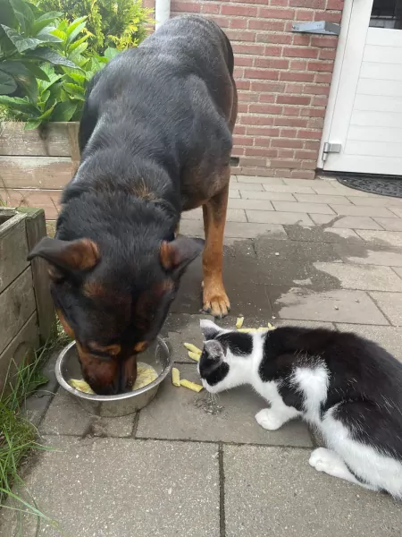 Nieuw huisje voor lieve faya - afbeelding 4