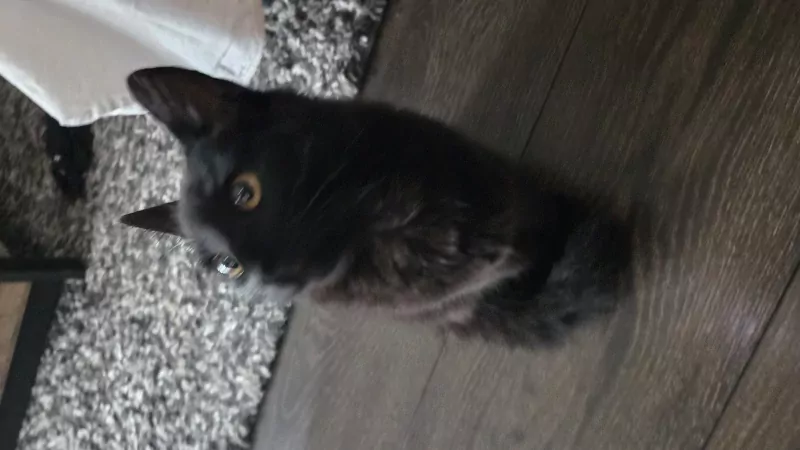 Kater en poes, broer en zus - afbeelding 5