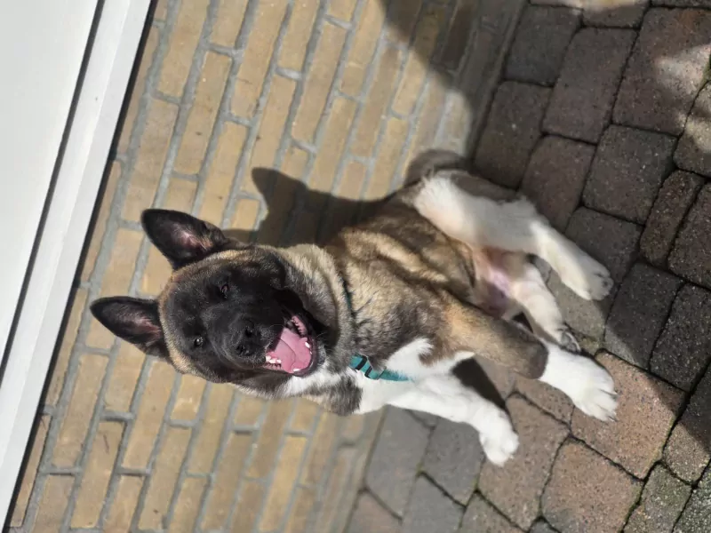 Lieve Akita reu 5 maanden jong - afbeelding 3