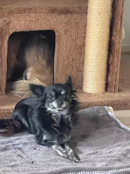 2 chihuahua hondjes moeder en dochter - afbeelding 5