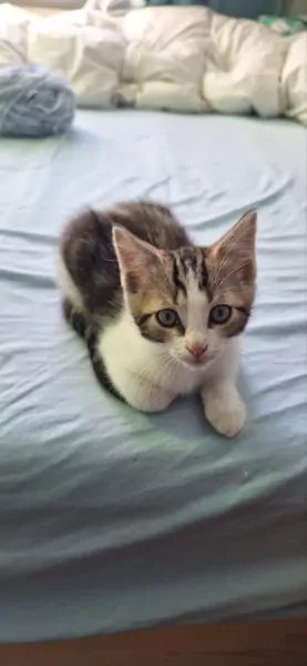 Kitten (mannetje) - afbeelding 4