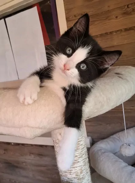 Ragdoll kittens - afbeelding 2