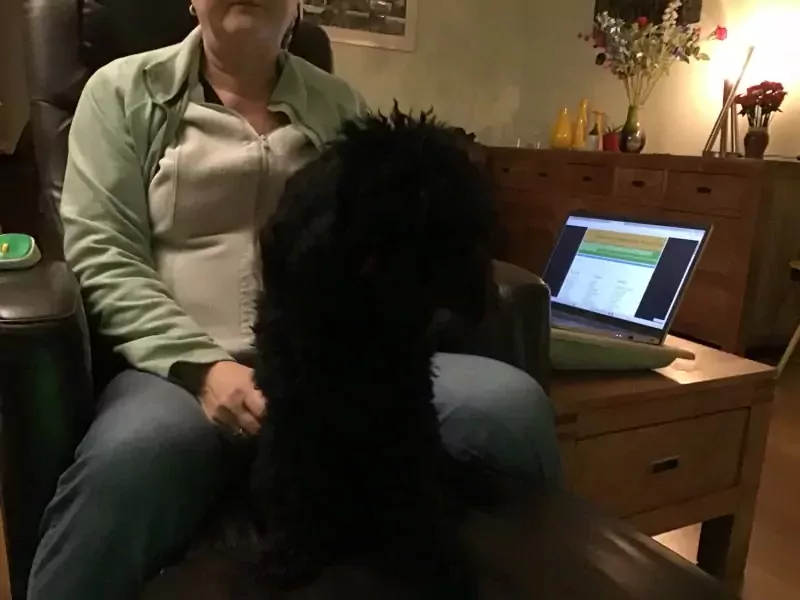 Heel lieve Cockapoo - afbeelding 3