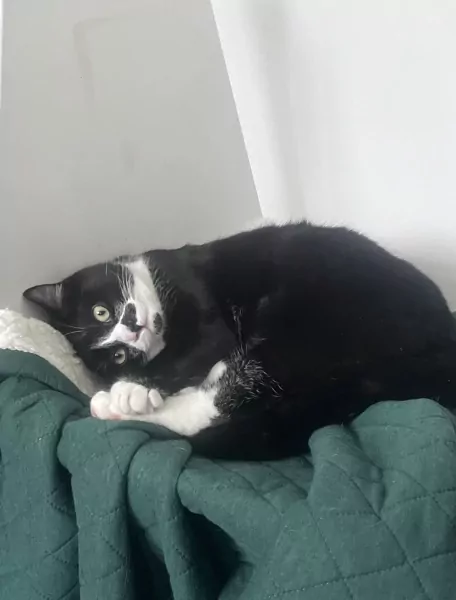 Halve britse korthaar van 8 maanden - afbeelding 3