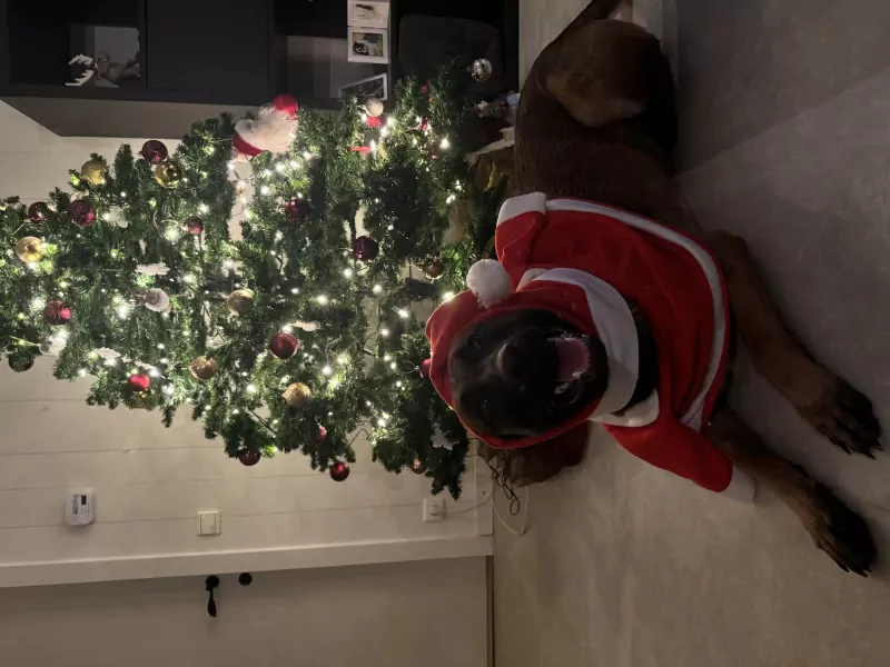 Mechelse Herder Nala - afbeelding 2