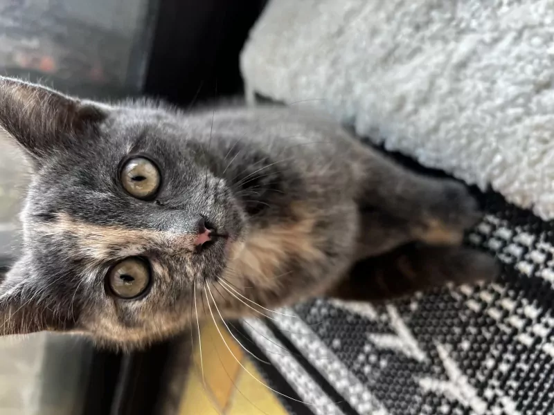 Speelse en knuffelige poes (1 jaar) – gechipt & gevaccineerd - afbeelding 3