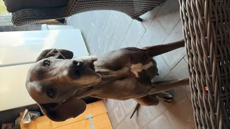 Duitse dog harlekijn teef - afbeelding 2