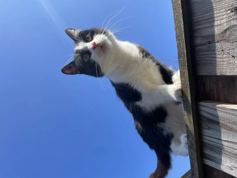 Gratis kater 1 jaar oud (gecastreerd) - afbeelding 1