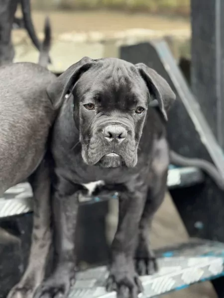 Cane Corso puppy's van 2 maanden oud te koop - afbeelding 3