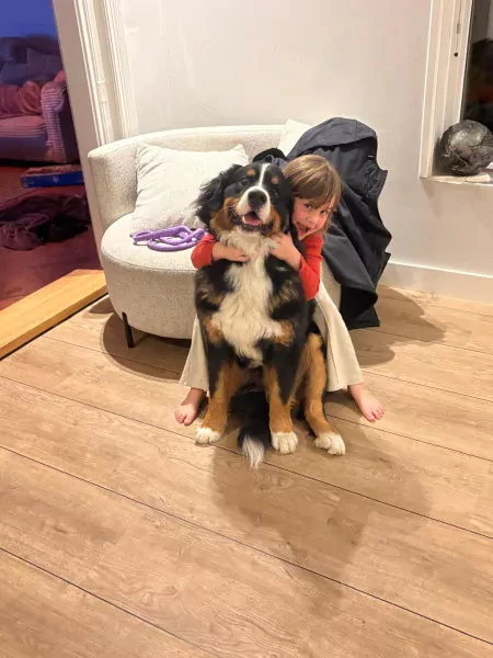 Berner Sennen 1 jaar - afbeelding 2