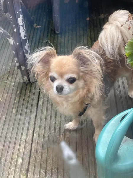 2 chihuahua hondjes moeder en dochter - afbeelding 4