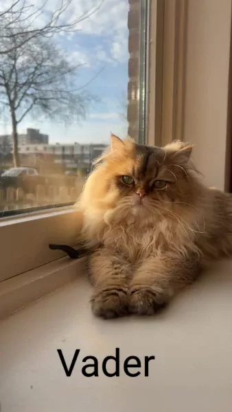 Britse korthaar kitten - afbeelding 6