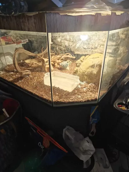 phytons te koop - afbeelding 2