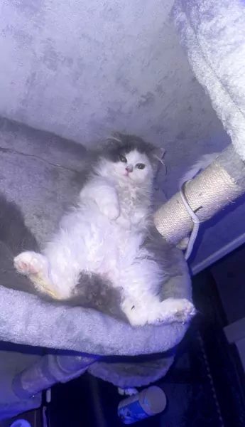Prachtige Ragdoll × Britse Langhaar - afbeelding 6