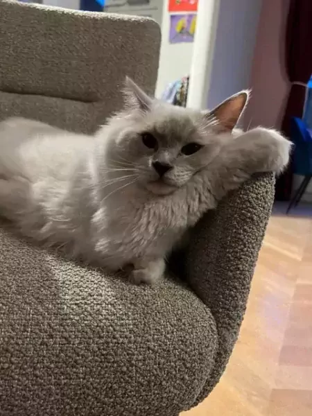 Lieve prachtige witte Ragdoll kater - afbeelding 6